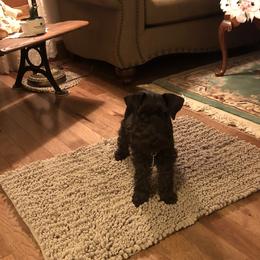 Katie - Miniature Schnauzer