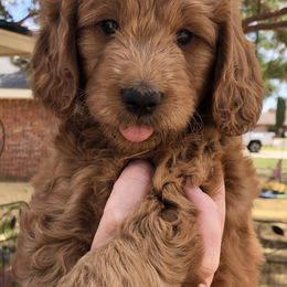 Goldendoodle Puppies from Penny Doodles