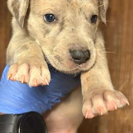 WEDDING - Merle female Great Dane puppy in Street, Maryland from Grant’s Gorgeous Greats
