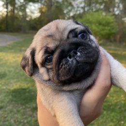 French Bulldog and Pug Puppies from Prestige Southern Pugs and Frenchies