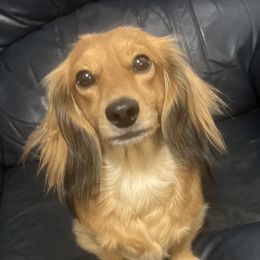 Reyna - Dachshund