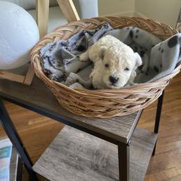 Poodle Puppies from Adagio Toy Poodles