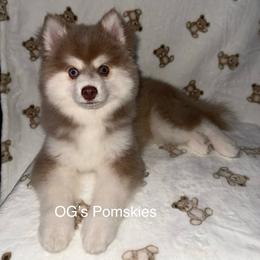Cloud - Lavender male Pomsky puppy in Green Bay, Wisconsin from OG's Pomskies