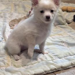 Angel - Cream female Pomeranian puppy in De Leon Springs, Florida from Legendary French Bulldogs