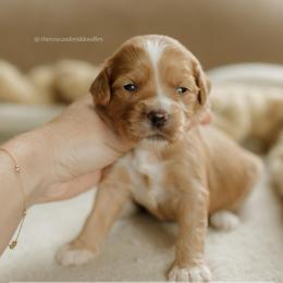 Pecan - Red  female Goldendoodle puppy in Hiddenite, North Carolina from Rose and Reid Doodles