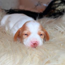 Honey - Piebald female Dachshund puppy in Washburn, Tennessee from Clinch Mountain Dachshunds
