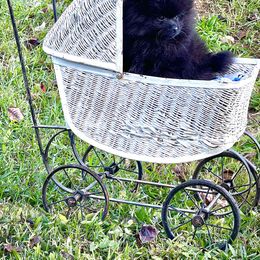 Pomeranian Puppies from Peachy Pomeranians