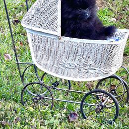 Pomeranian Puppies from Peachy Pomeranians