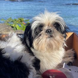 King - Shih Tzu