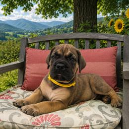 Stout Dark Coated Male - Brown male Boerboel puppy in Mansfield, Texas from Dynasty Blue Ridge Boerboel