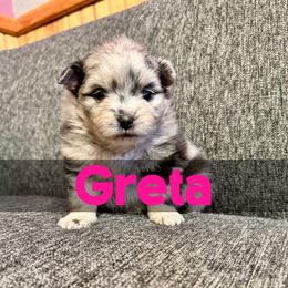 Greta - Blue merle female Pomeranian puppy in Naperville, Illinois from Somos Pomeranians | Selectively Bred Puppies