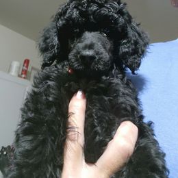 Poodle Puppies from Sharpshooter Standard Poodles