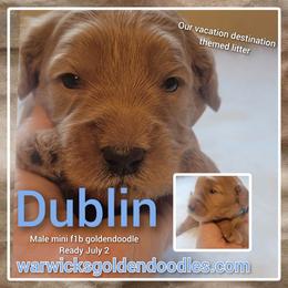 Goldendoodle Puppies from Stacy Warwick