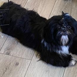 Sunnie - Shih Tzu