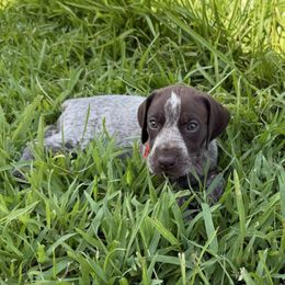 Red - Liver roan female German Shorthaired Pointer puppy in Huntington, Texas from B&B GSP’S