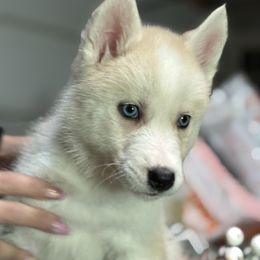 Black - Agouti and white male Siberian Husky puppy in Seaford, Delaware from Keira Ieleen Husky Kennel