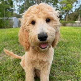 Sadie - Goldendoodle