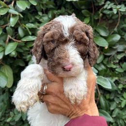 Turquoise collar boy - male Newfypoo puppy in Fairfield, California from Twin Sisters Doodles