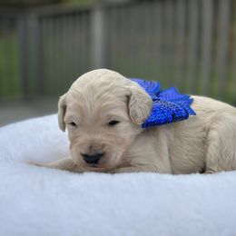 Marshmallow - Cream male Goldendoodle puppy in Rainier, Oregon from Beaver Springs Puppies