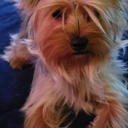 Mini - Yorkshire Terrier