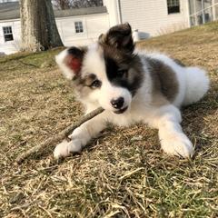 Icelandic Sheepdog Puppies from Windswept Icelandic Sheepdogs