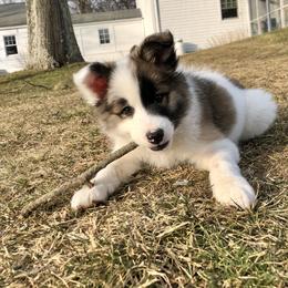 Icelandic Sheepdog Puppies from Windswept Icelandic Sheepdogs