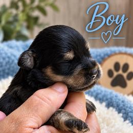 Max - Black and silver male Miniature Schnauzer puppy in Hull, Georgia from Ardent Miniature Schnauzers of Athens