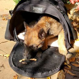 Belgian Laekenois Puppies from Cal Curly Coats Belgian Laekenois