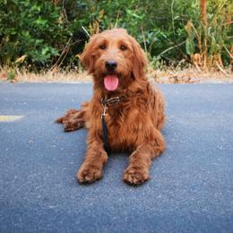 Goldendoodle Puppies from KD Doodles