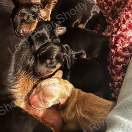Dachshund Puppies from Lost River Shorty's