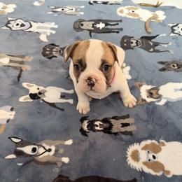 Russellina - White and fawn female French Bulldog puppy in Franklin, Pennsylvania from Falco’s Frenchies