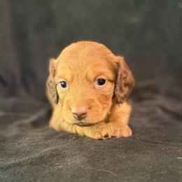 Chief - Red male Dachshund puppy in Hope, Arkansas from JK Kennel