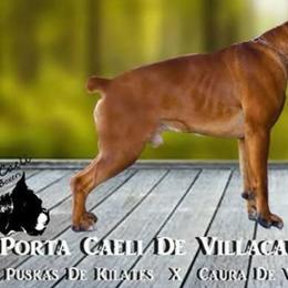 Boxers from Euro boxers of SoCal