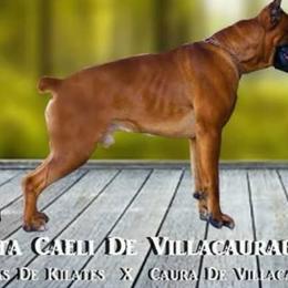 Boxers from Euro boxers of SoCal