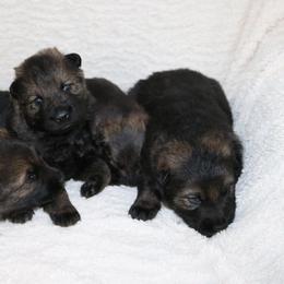 German Shepherd Puppies from Smoky Hill Shepherds