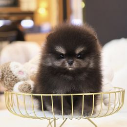 Onyx - Pomeranian