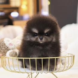 Onyx - Pomeranian