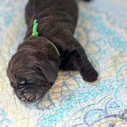 Olive - Black and white male Basset Hound puppy in Pflugerville, Texas from Mountain Momma Bassets