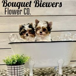 Biewer Terrier Puppies from Bouquet Biewers