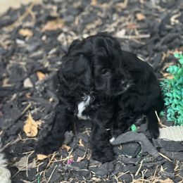 Cavapoo and Shihpoo Puppies from Haus of Doodles