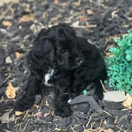 Cavapoo and Shihpoo Puppies from Haus of Doodles
