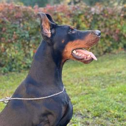 Petra - Doberman Pinscher