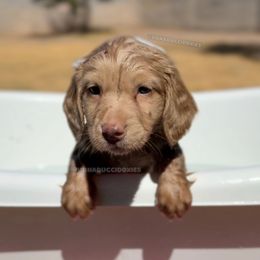 Aveeno - Cream male Dachshund puppy in Arizona from Vonaducci Doxies, LLC.