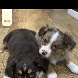 Poodle and Toy Australian Shepherd Puppies from 2B Aussies