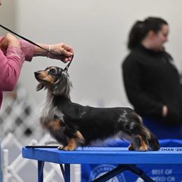 Dachshund puppies from Strom Ranch