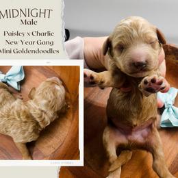 Midnight - Red  male Goldendoodle puppy in Hilton, New York from The House of Goldendoodle