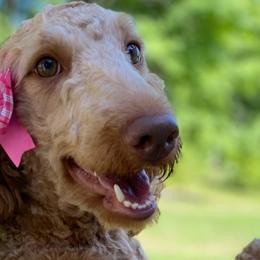 Dimple - Goldendoodle