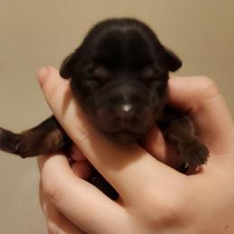 Diamond - Black and tan female Yorkshire Terrier puppy in Castleton, New York from Jennifer's Yorkies