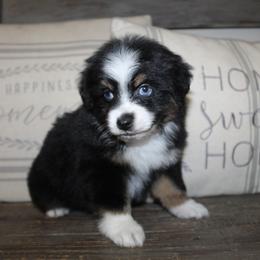 Jingle - Black tri-color male Aussiedoodle puppy in Loretto, Tennessee from K Kountry Farm