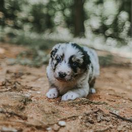 Fern - Slate merle female Border Collie puppy in Fortson, Georgia from Southern Wind Farms